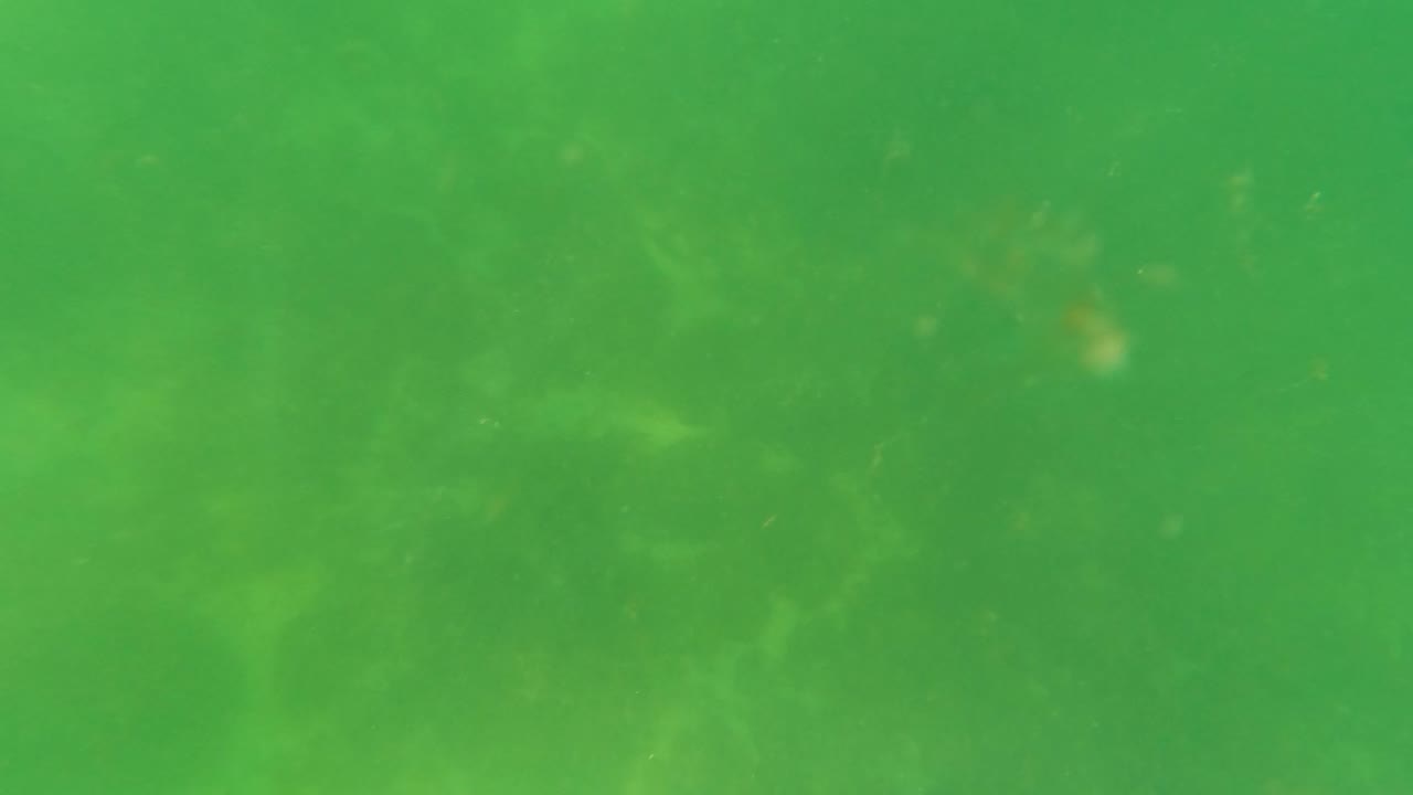 Green-tinted water in San Jose Del Cabo, Baja California Sur, shows a dim uneven seabed, faint small fish or marine shapes, drifting particles, and no visible people.