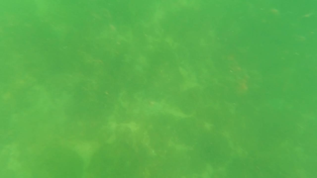 A hazy green underwater frame from San Jose Del Cabo, Baja California Sur, shows the seabed receding through suspended particles, soft light, and no visible people.