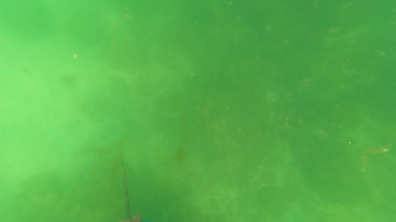 Green underwater view in San Jose del Cabo with a speargun tip rising from the lower left, faint fish shapes in the water, and no visible people.
