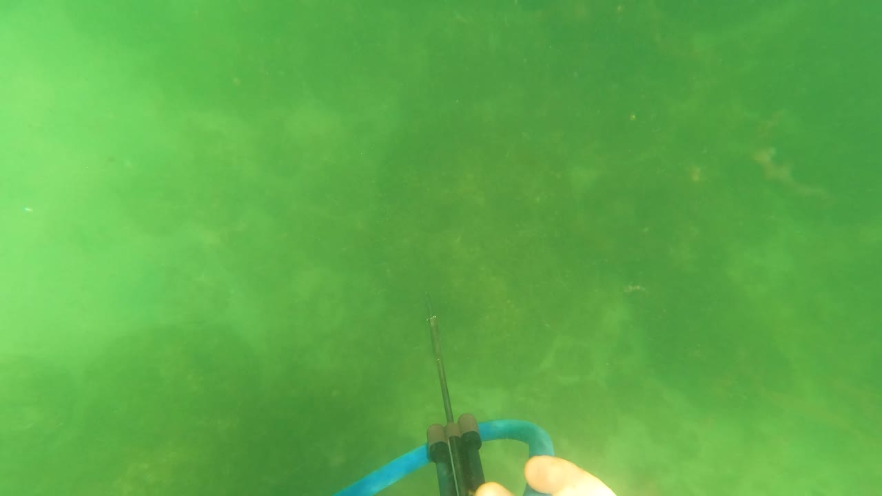 Speargun hardware and blue tubing sit near the lower right in green San Jose del Cabo water, with a partial hand visible near the grip.