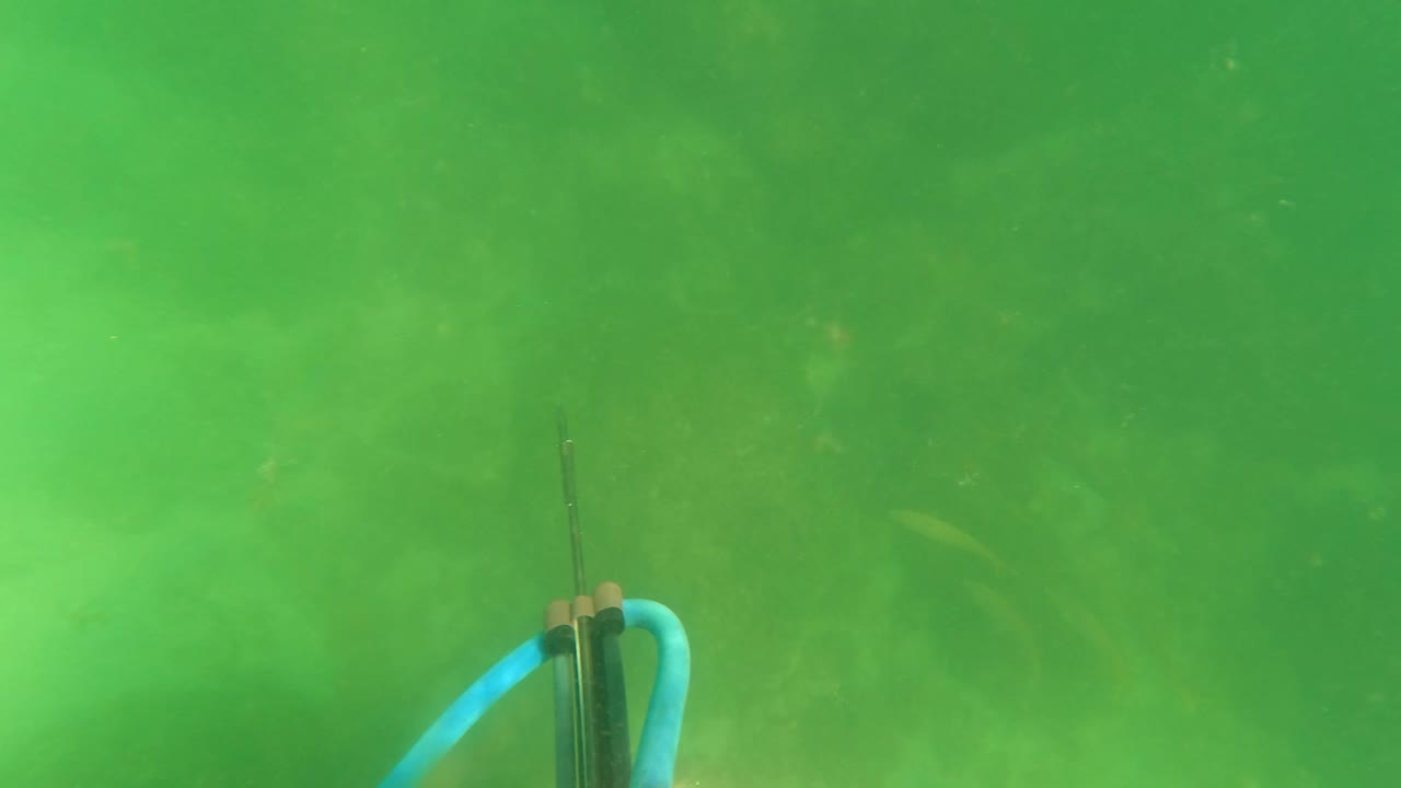 The speargun handle and blue tubing enter from the right edge against cloudy green underwater visibility in San Jose del Cabo.