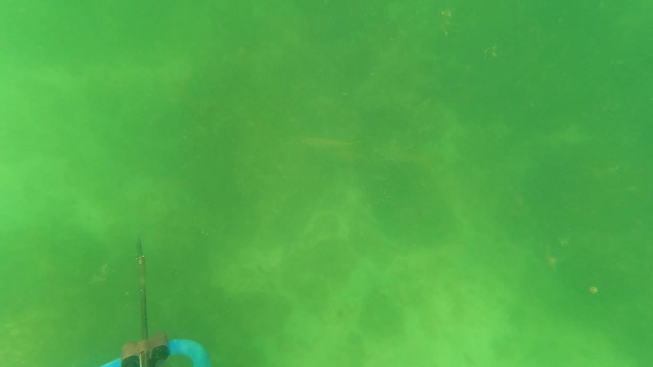 Green underwater frame with speargun tip low on the left.