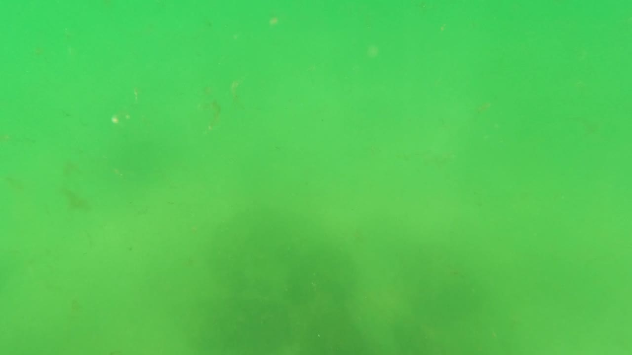 Green underwater visibility fills the frame near San Jose del Cabo, with suspended particles and blurred seabed shapes but no speargun centered in view.