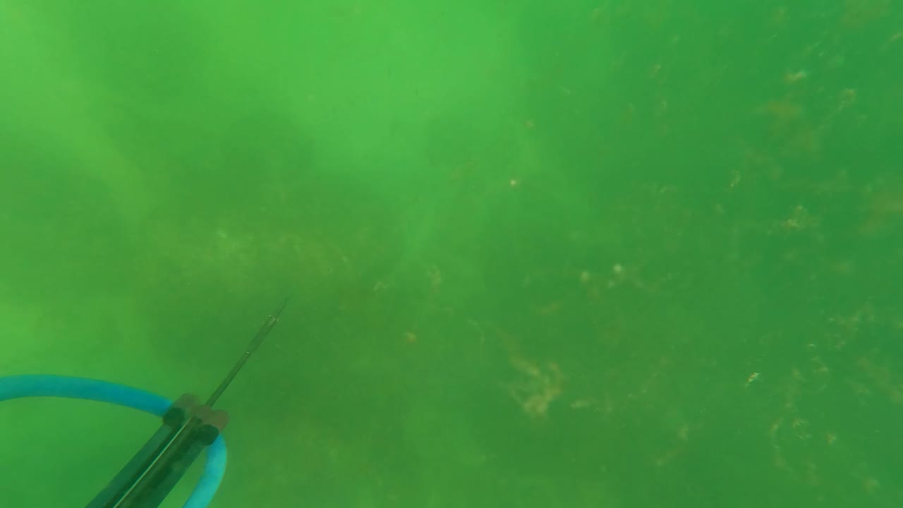 Speargun partly visible at lower left in green water