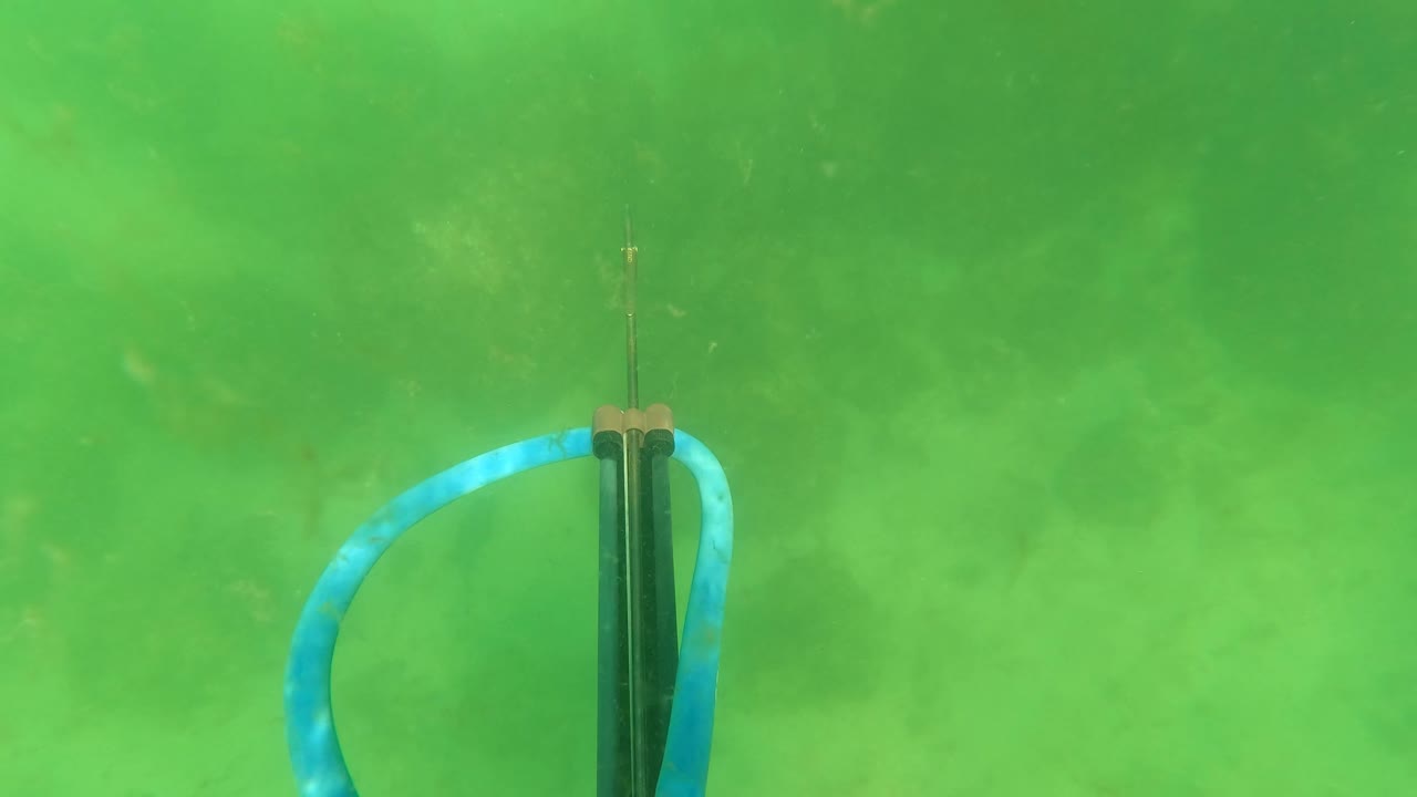 Speargun tip and blue band in green underwater haze.