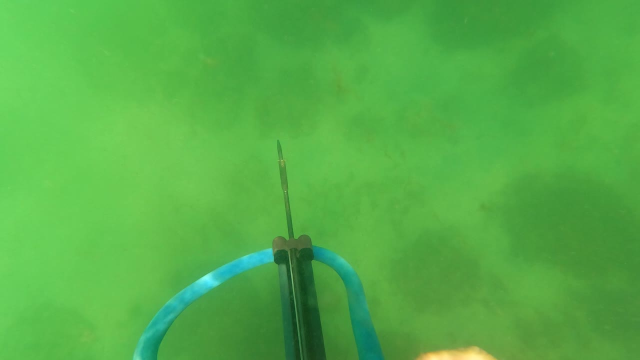 Blue and black speargun underwater over green seabed