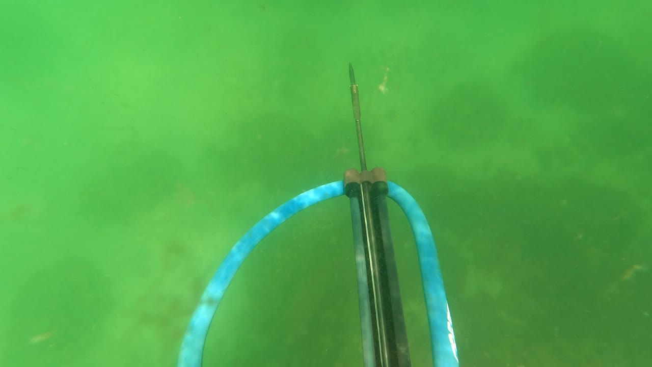 Vertical speargun barrel with blue hose over murky green water.
