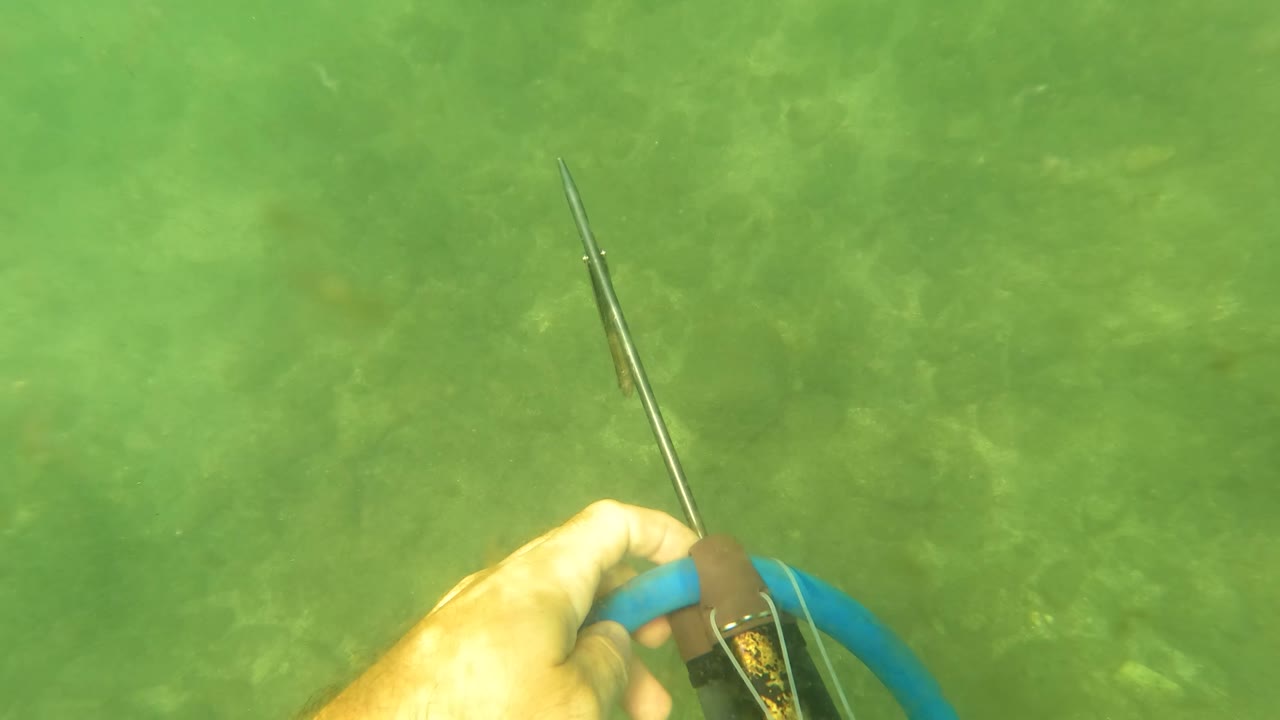Speargun shaft extends forward over green seabed.