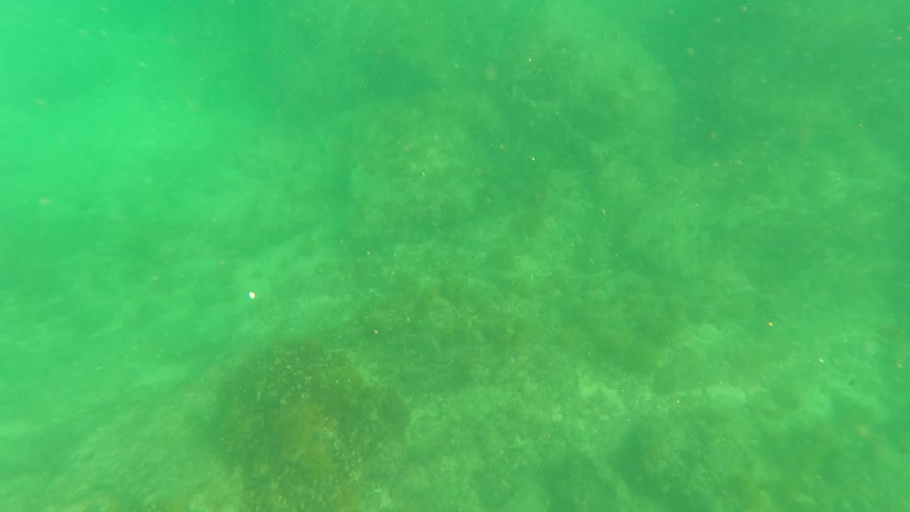 Green underwater view of algae-covered rocks