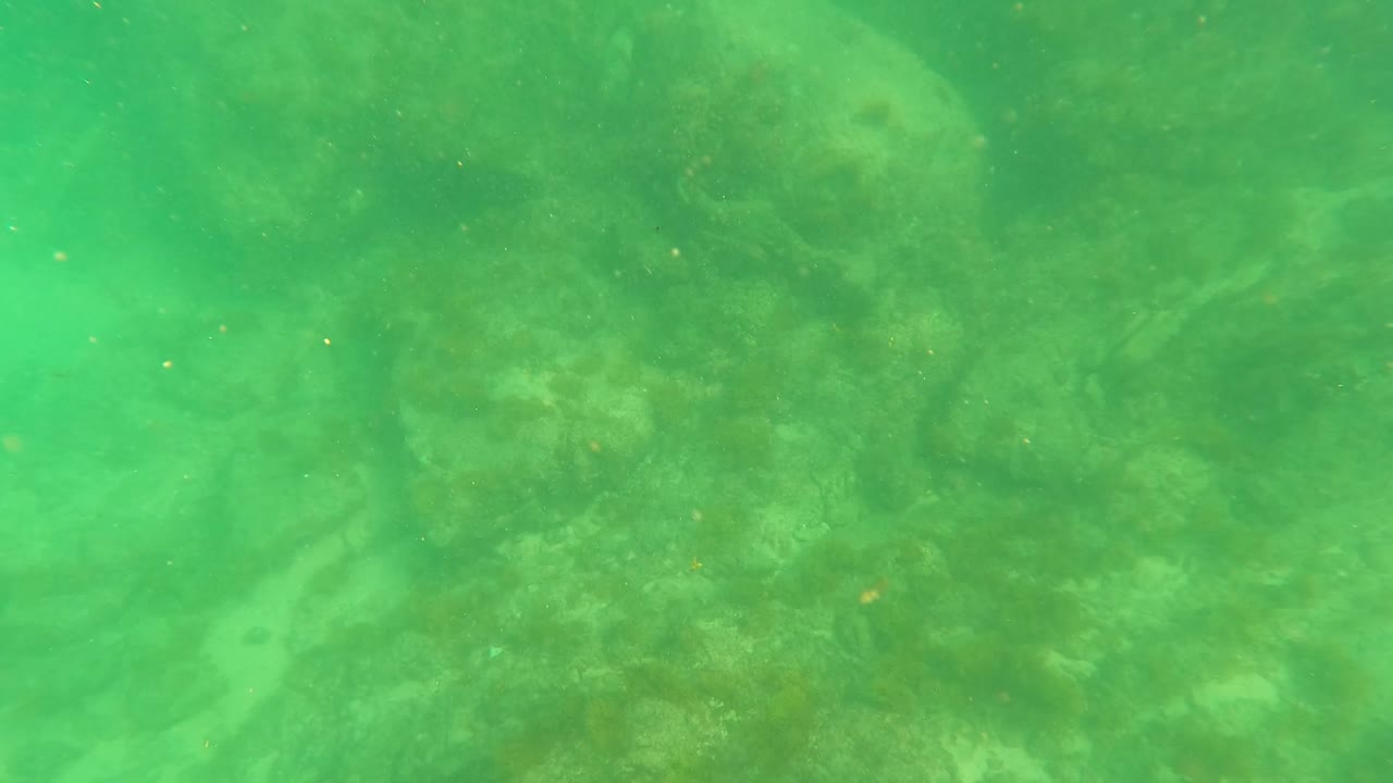 Mid-clip view of the San Jose Del Cabo underwater seabed, with algae-softened rocks fading into cloudy green water and no visible people.