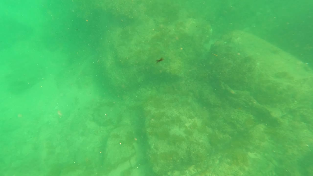 Underwater rocky seabed in San Jose Del Cabo, Mexico, with a larger foreground rock area, green water haze, drifting particles, and no visible people.