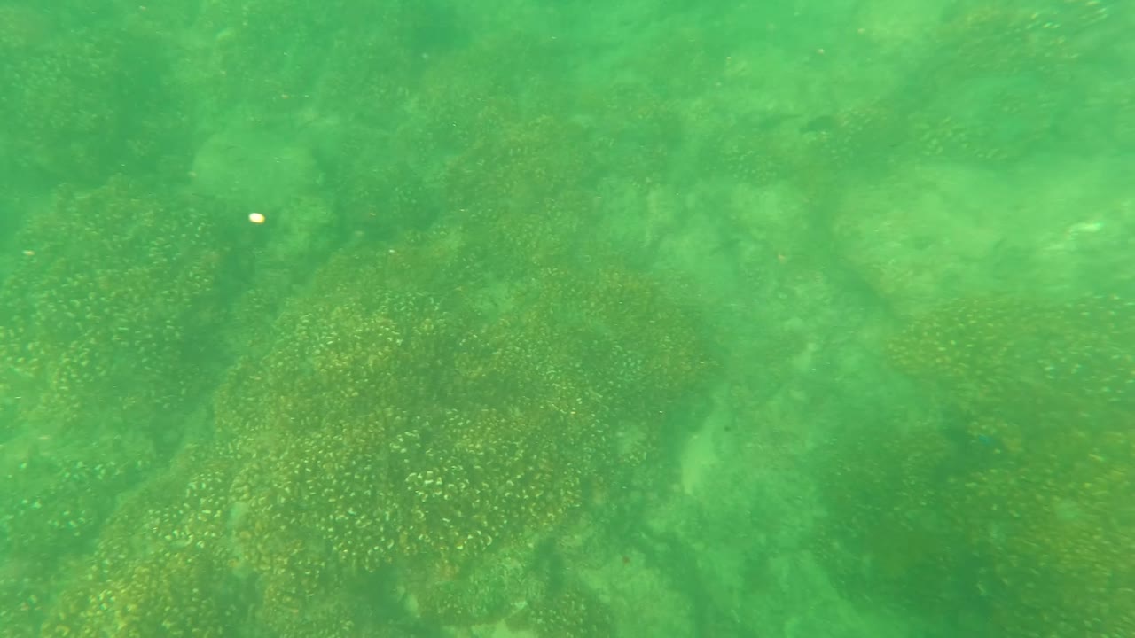 Opening underwater frame in San Jose Del Cabo, Mexico, showing green water over a rocky seabed with scattered seaweed and no visible people.