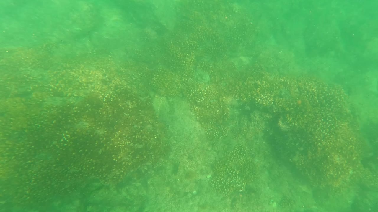 Underwater rocks and seaweed beneath green water.