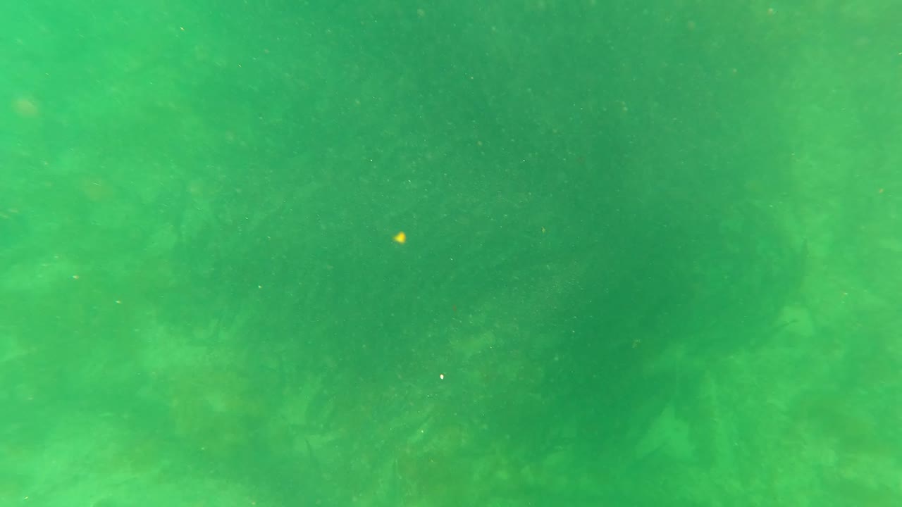 Murky green underwater frame from San Jose del Cabo, Mexico, with suspended particles and no visible people.