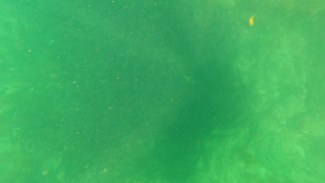 Green murky water in San Jose del Cabo with soft pale patches and drifting particles, no visible people.