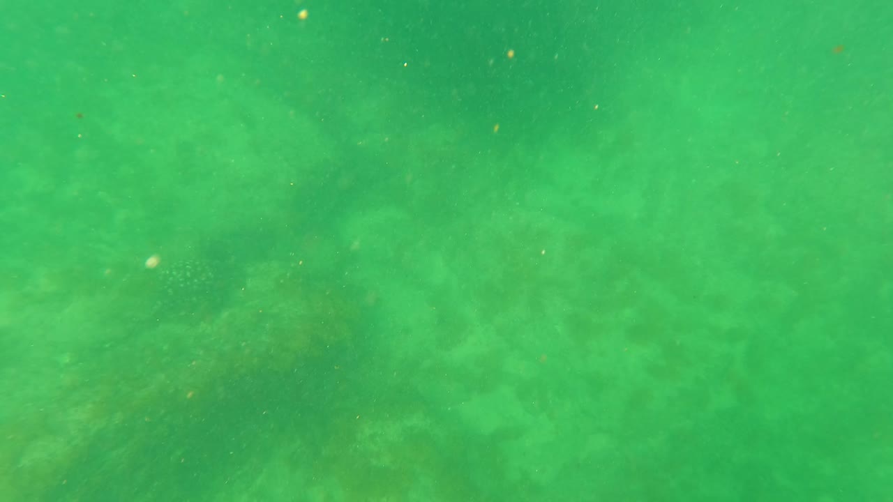 Green murky water in San Jose Del Cabo shows suspended particles and faint seabed texture, with no visible people.