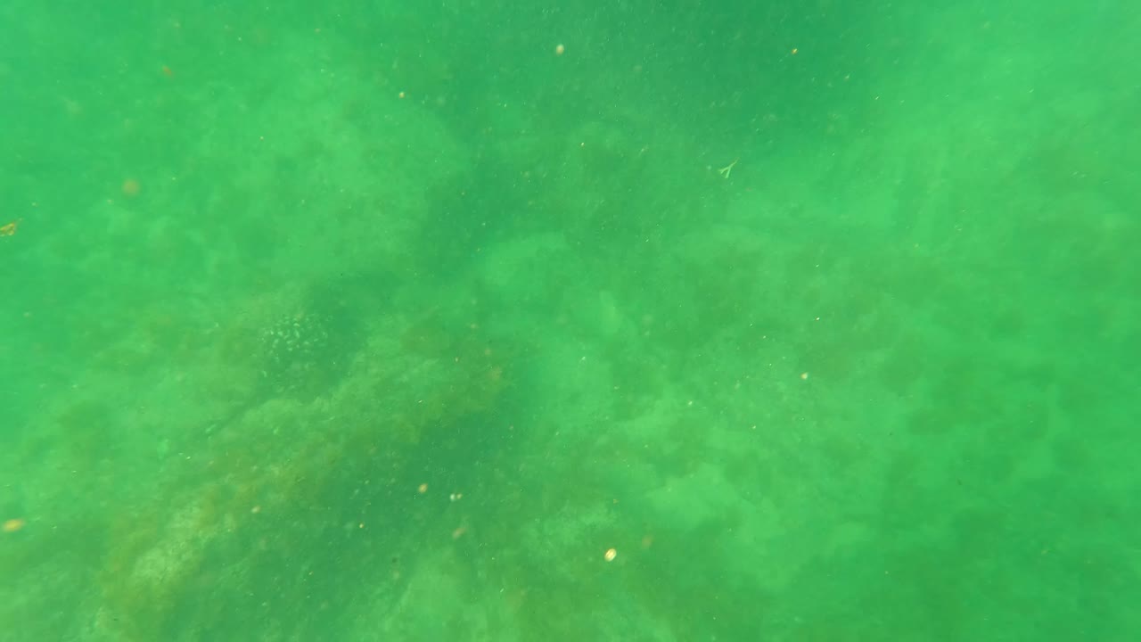 A faint dark marine creature shape appears through green murky water in San Jose Del Cabo, with particles drifting and no visible people.