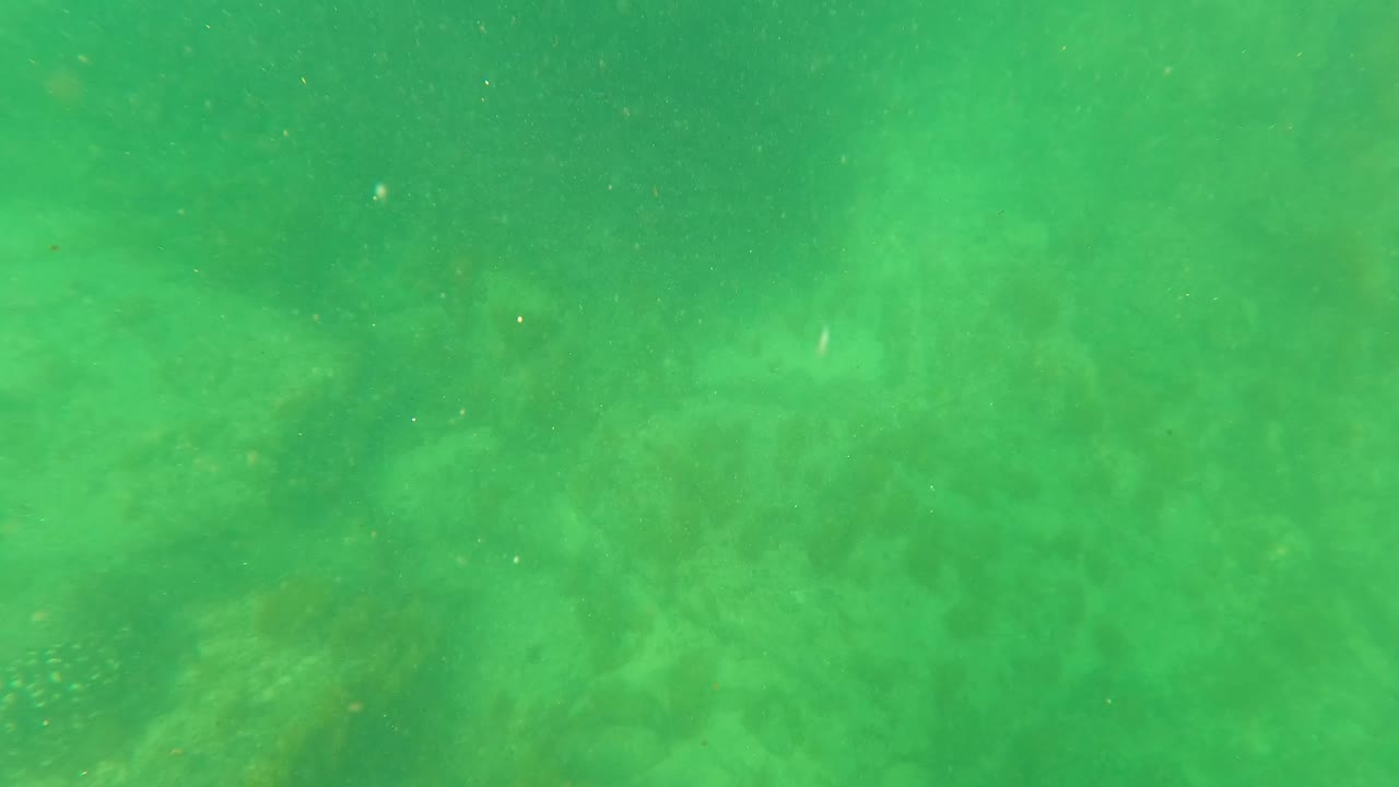 The large marine creature is partly visible as a dark shape in the green San Jose Del Cabo water, with hazy reef texture and no visible people.