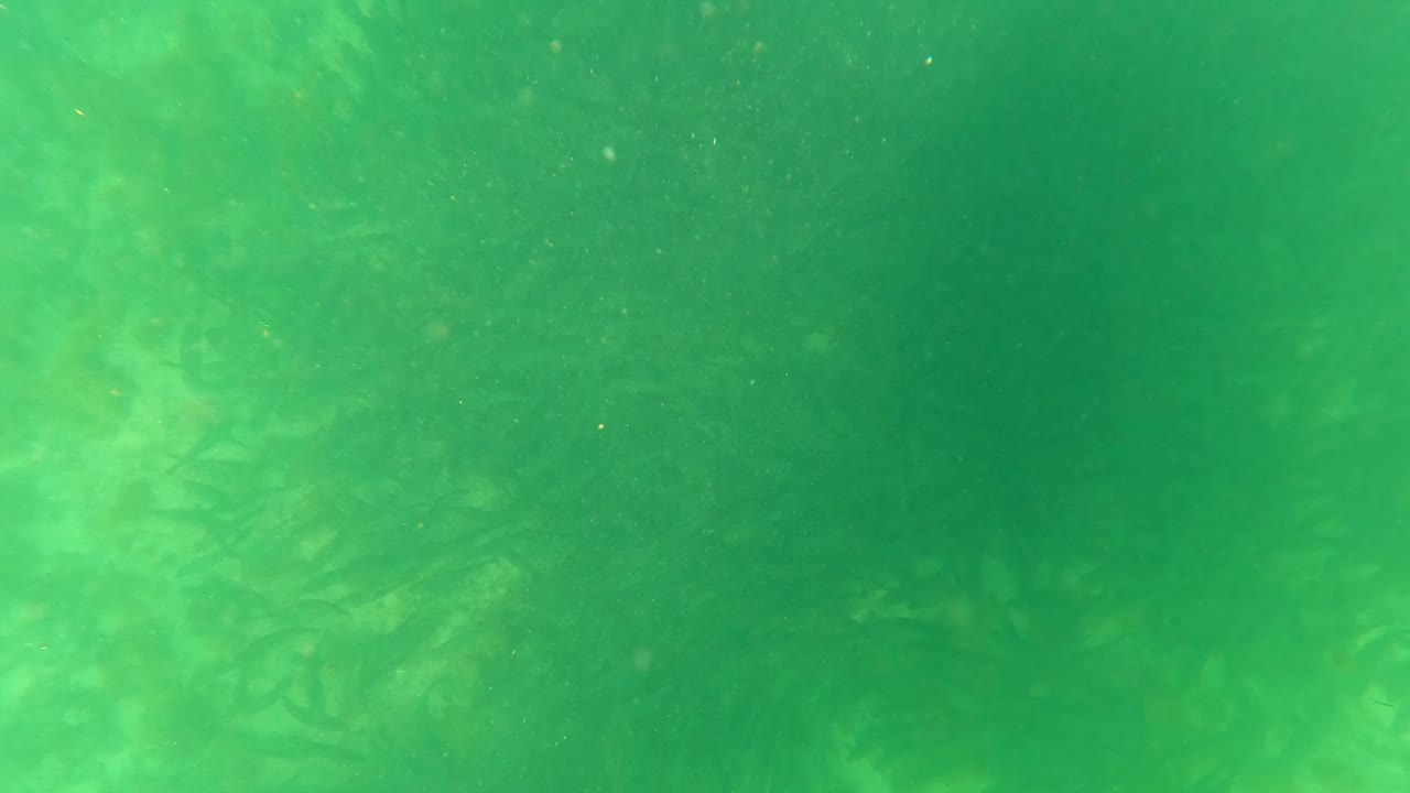 Green underwater water column in San Jose del Cabo with hazy seaweed forms below, suspended particles throughout, and no visible people.