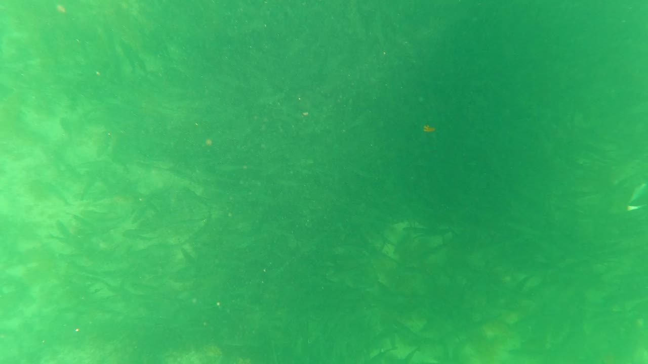 Diffuse green underwater view in San Jose del Cabo with faint seaweed patches in the lower area, fine particles in the water, and no visible people.