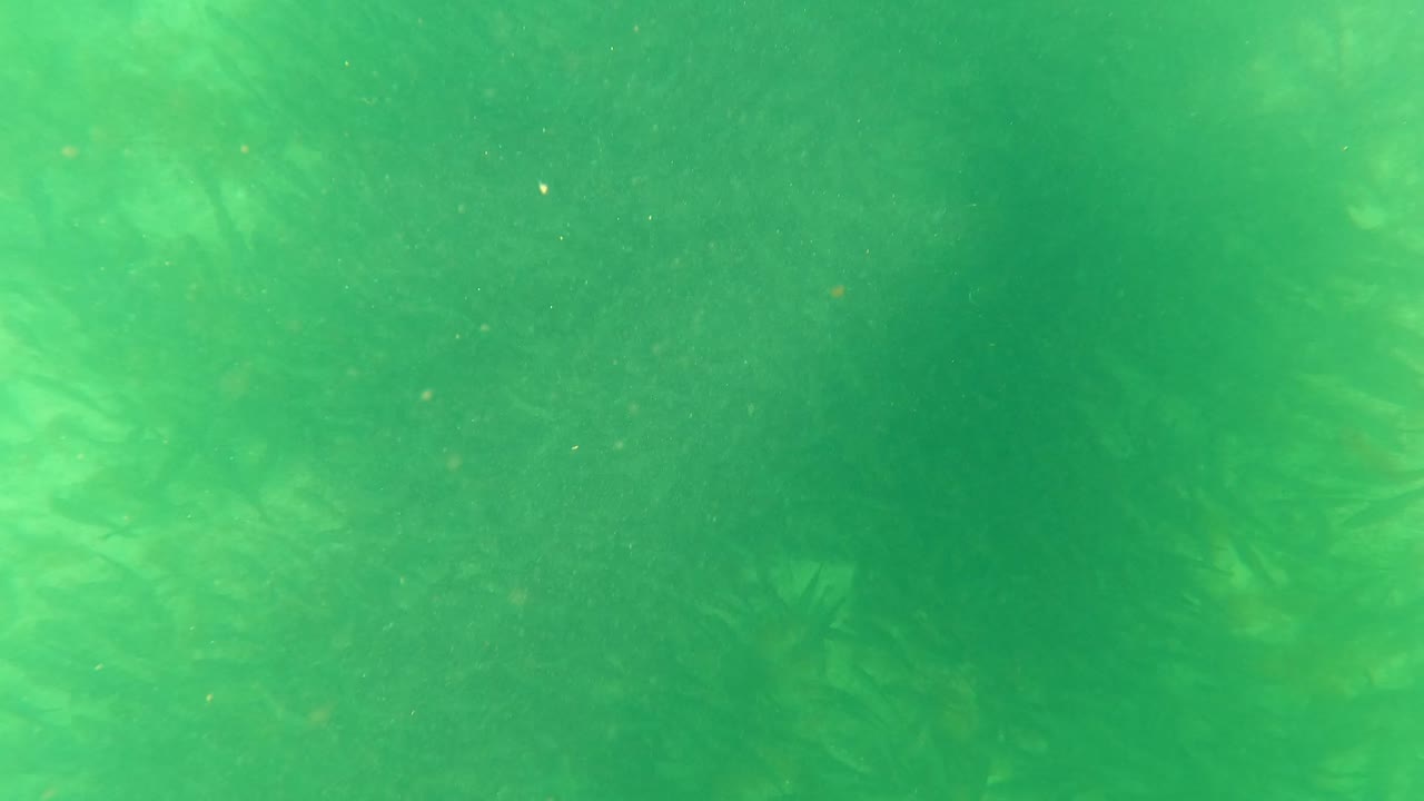 San Jose del Cabo underwater frame showing green water, blurred seaweed masses below the camera, small suspended specks, and no visible people.