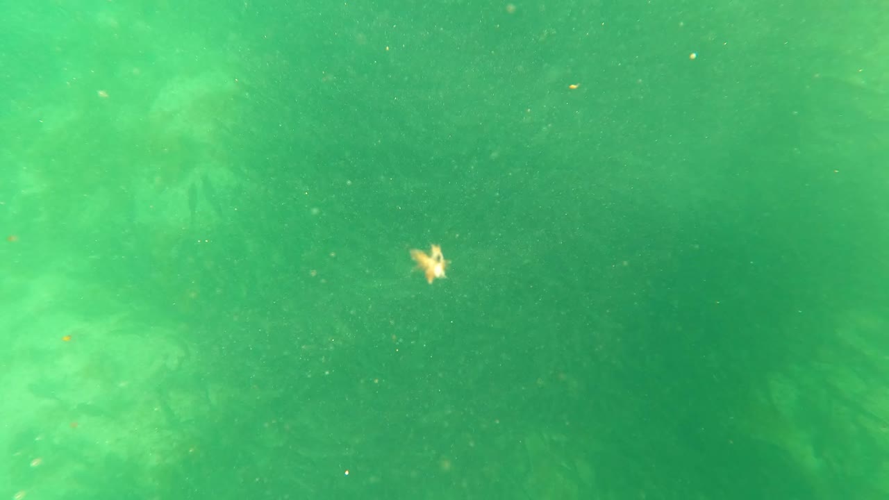 A small orange fish appears near the lower left of the San Jose del Cabo underwater frame, surrounded by green water, seaweed haze, particles, and no visible people.