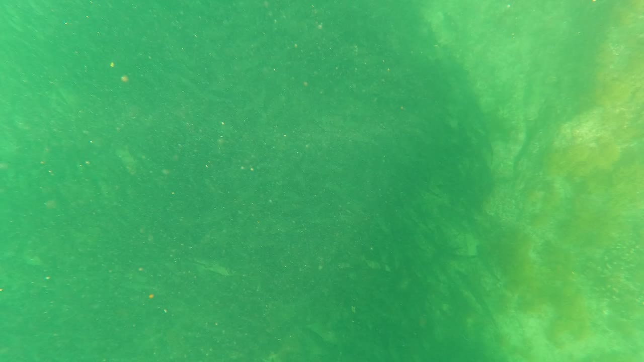 Green underwater view with soft seaweed shapes and suspended particles.
