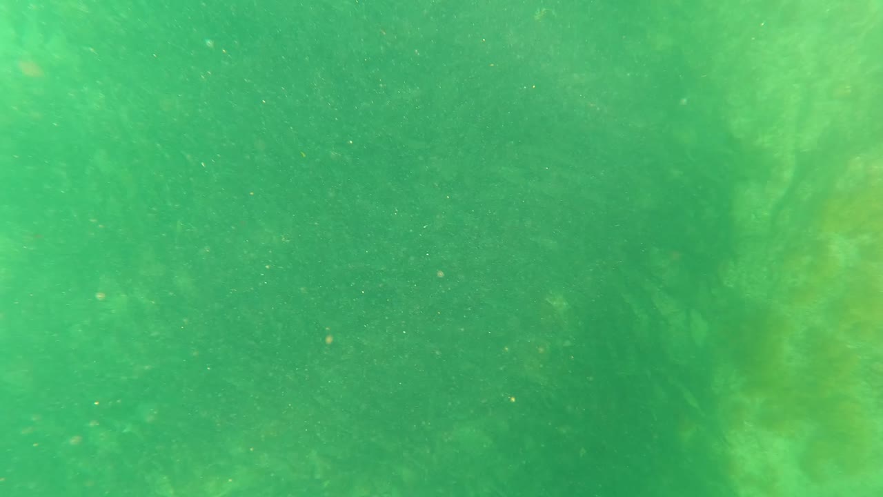 Second underwater frame from San Jose Del Cabo with hazy plant shapes drifting behind suspended particles and no visible people.