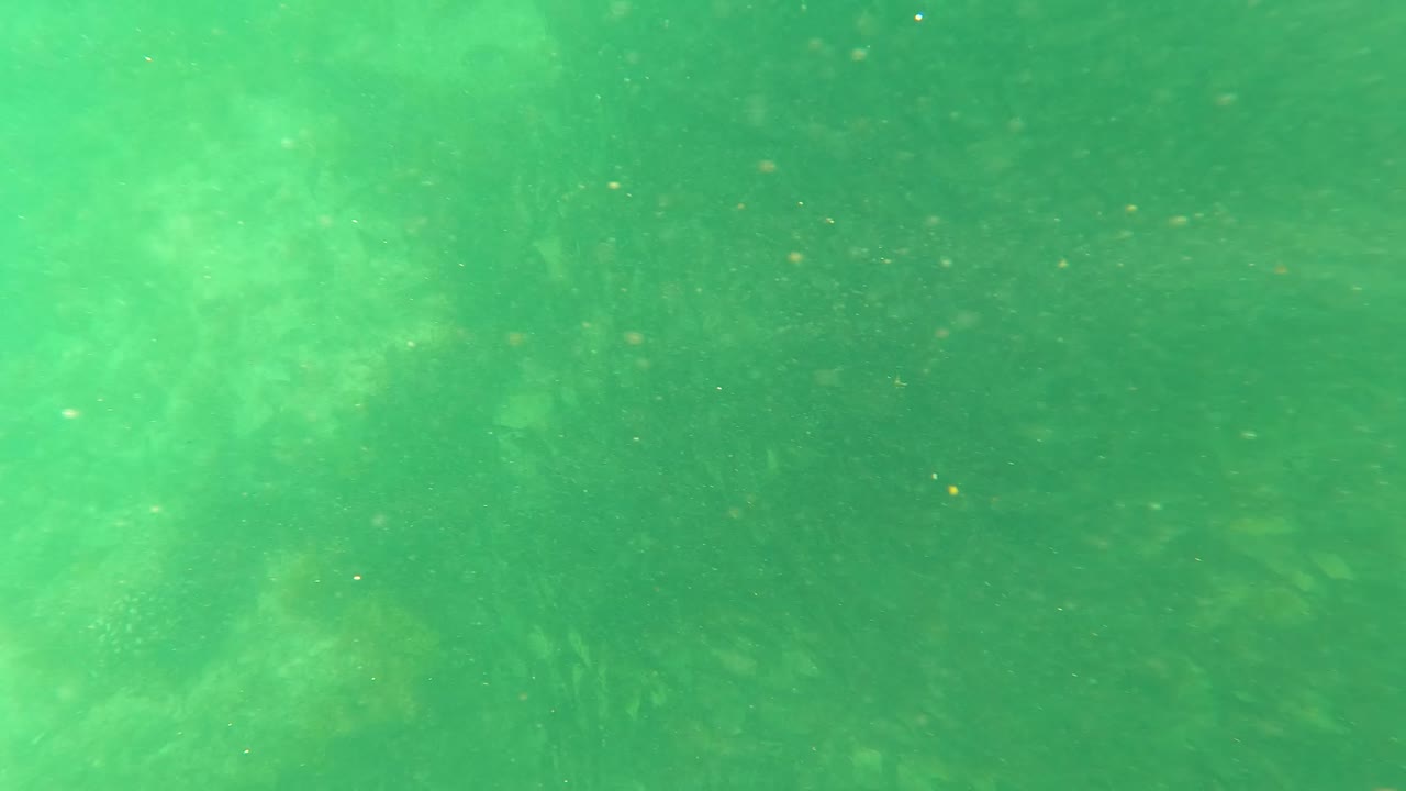 Third underwater frame from San Jose Del Cabo showing murky green water, faint seaweed texture, tiny suspended specks, and no visible people.