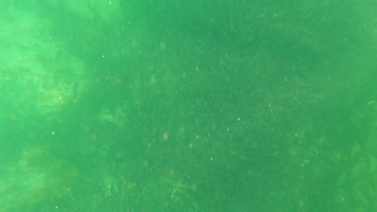 Fourth underwater frame from San Jose Del Cabo with brighter green light areas, soft aquatic plant shapes, suspended particles, and no visible people.