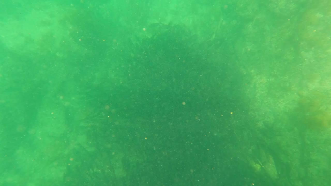 Opening frame of green underwater kelp or seaweed in San Jose Del Cabo, Baja California Sur, with suspended particles and no visible people.