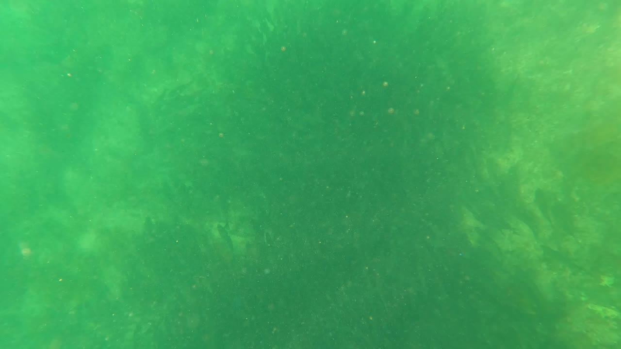Murky green water with soft seaweed shapes near the center.