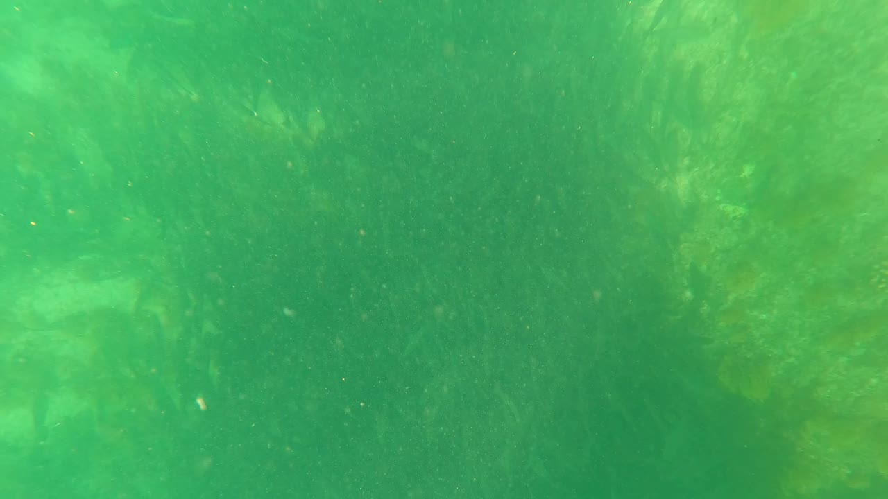 Mid-clip underwater view in San Jose Del Cabo with brighter green patches of kelp or seaweed and fine particles across the frame, no visible people.