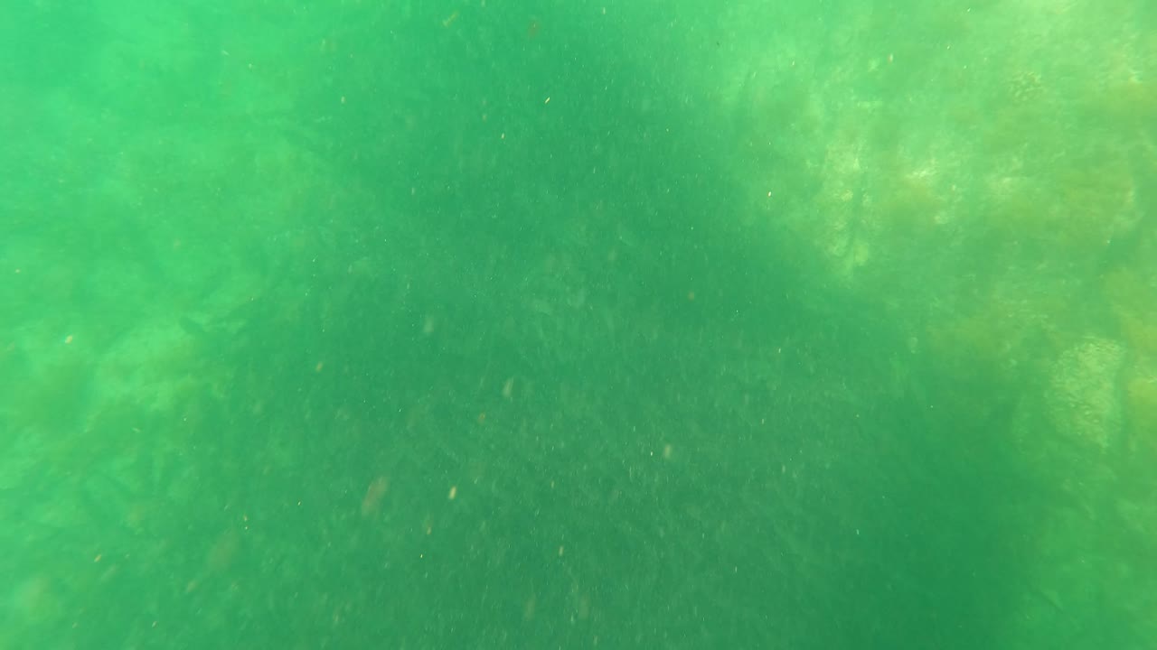Green underwater water with seaweed, particles, and faint seabed shapes.