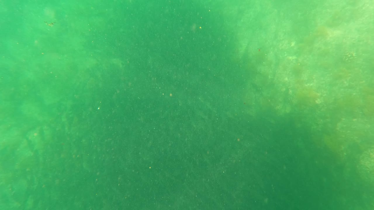 Underwater frame in San Jose Del Cabo with dense green water, drifting particles, soft seaweed shapes, and no visible people.
