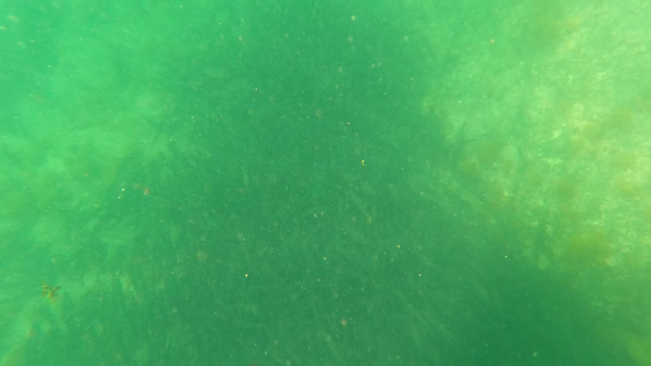 Mid-clip underwater view from San Jose Del Cabo with green-tinted water, soft light patches, submerged vegetation, and no visible people.