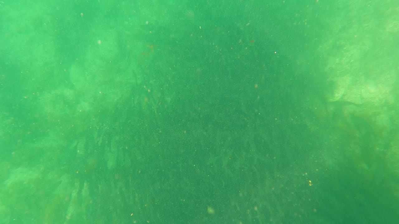Underwater frame from San Jose Del Cabo showing darker seaweed shapes at left, green water particles, muted seabed detail, and no visible people.