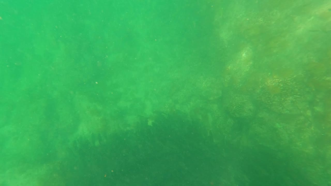 Green underwater view in San Jose del Cabo with faint seaweed shapes across the seabed, suspended particles, and no visible people.