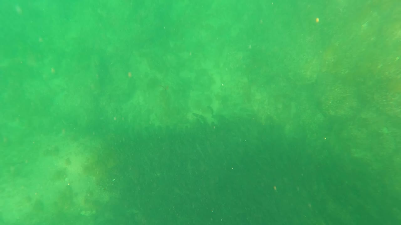 San Jose del Cabo underwater frame with clouded green water, diffuse seabed vegetation, small particles, and no visible people.