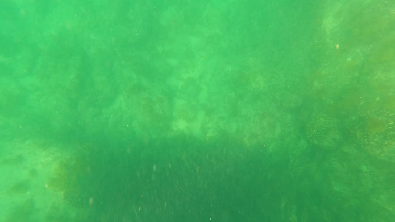 Murky green underwater view in San Jose del Cabo with soft seaweed forms, mottled seabed color, drifting particles, and no visible people.