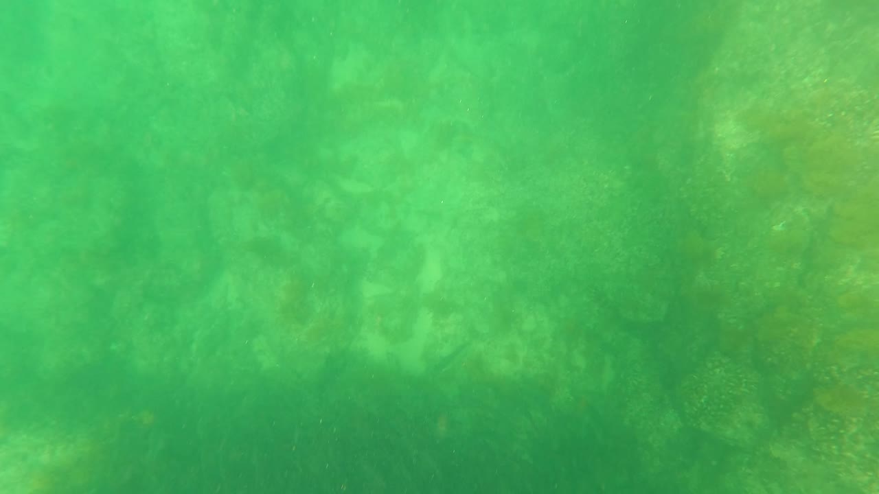 San Jose del Cabo underwater frame with green water, shadowed lower seabed, faint seaweed growth, visible particles, and no visible people.