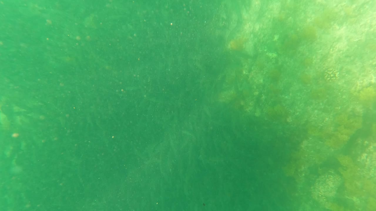 Green underwater kelp and suspended particles
