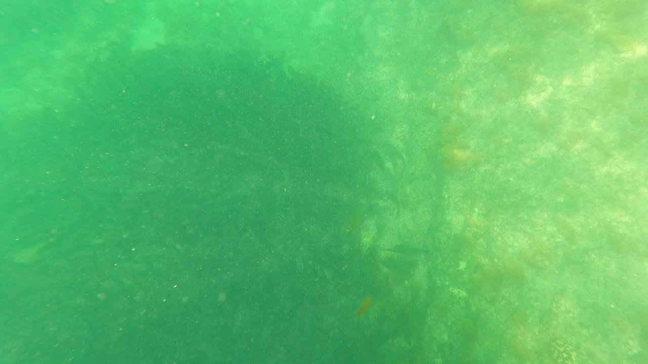 Submerged green water in San Jose del Cabo shows faint marine plant forms and small floating particles, with no visible people.
