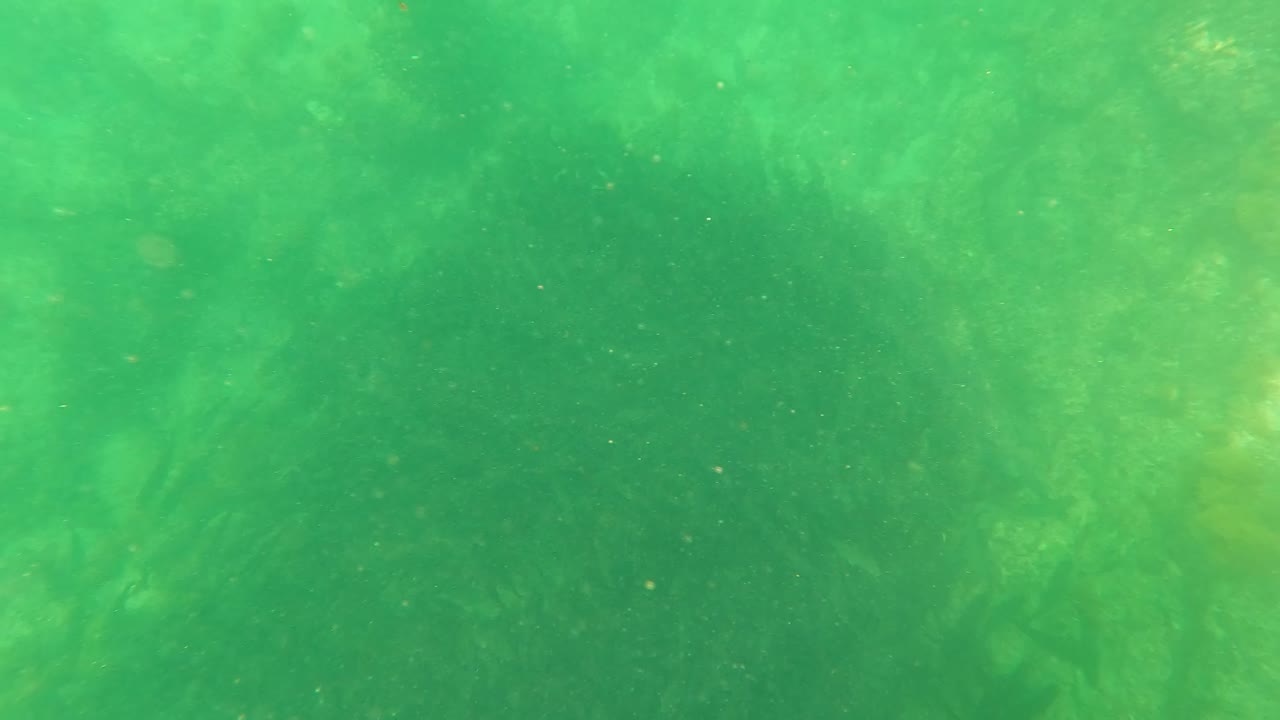 A brighter underwater moment in San Jose del Cabo shows green water, pale light blooms, faint kelp shapes, and no visible people.