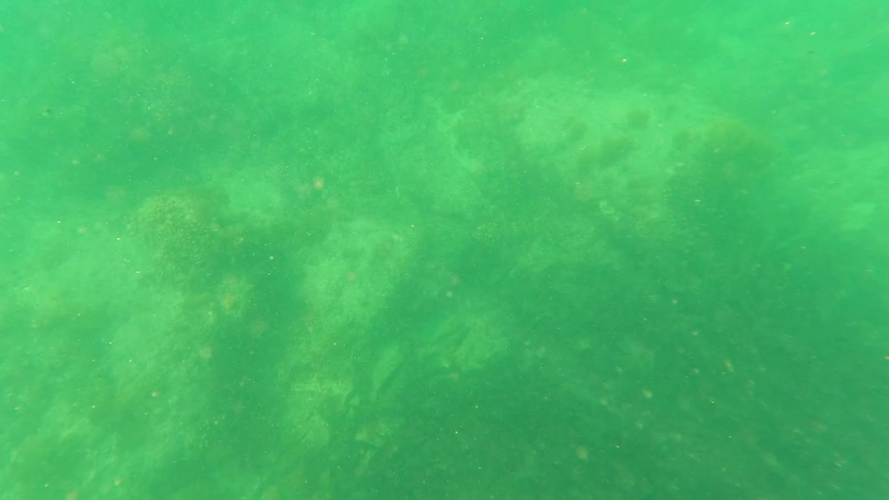 Green underwater view in San Jose del Cabo with clouded plant texture and fine particles distributed through the frame, with no visible people.