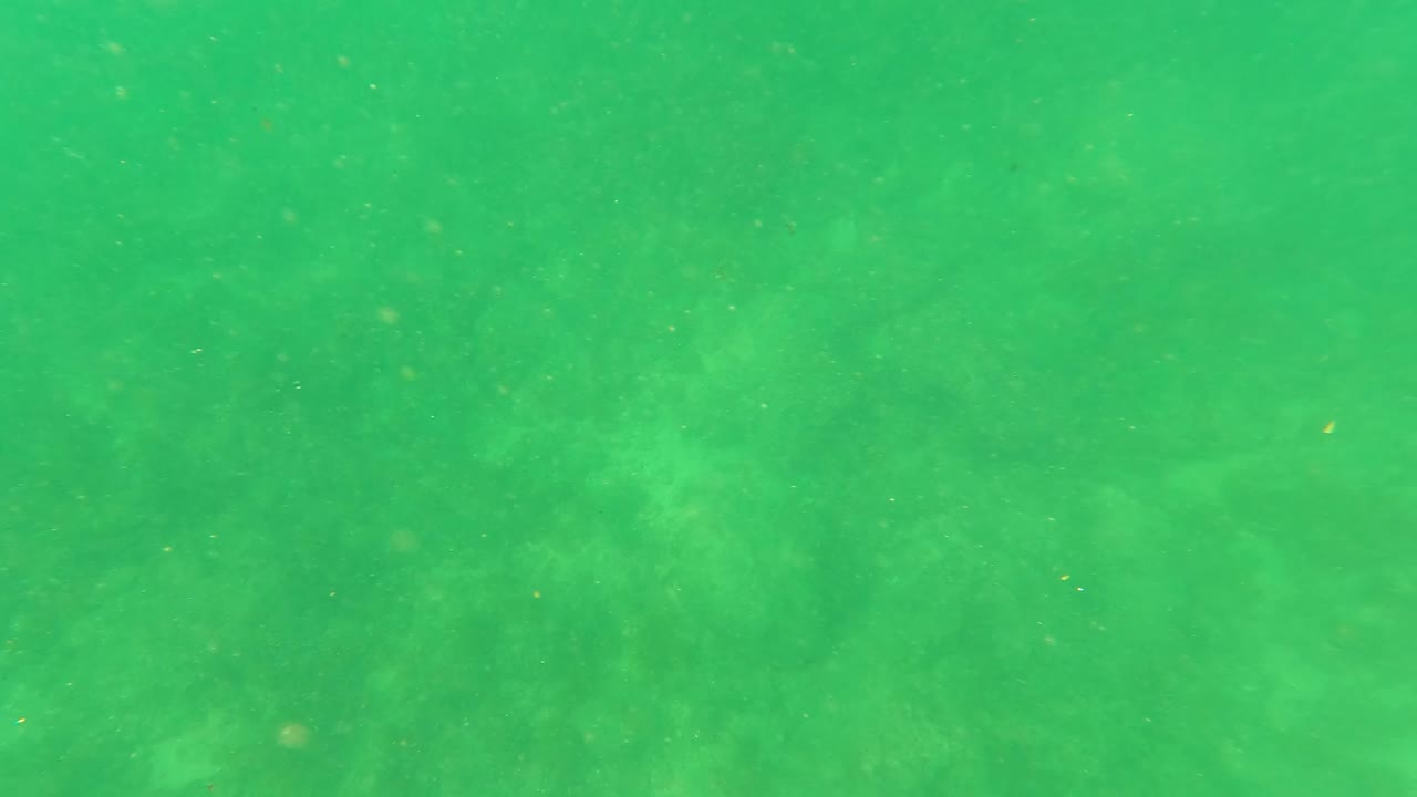 Green-tinted underwater view in San Jose del Cabo with a soft seabed visible through suspended particles and no visible people.