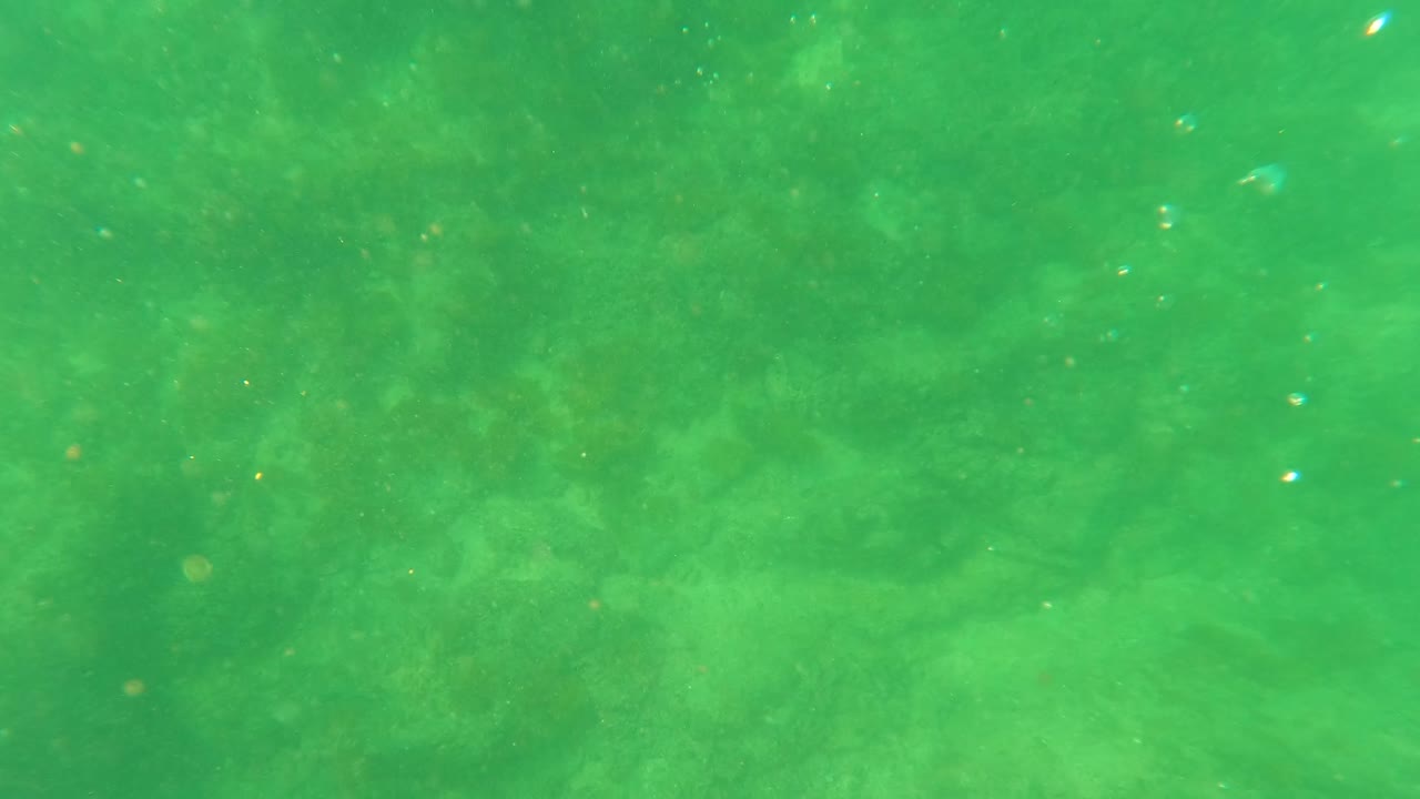 Green underwater water in San Jose del Cabo fills the frame with a faint rocky seabed beneath suspended particles and no visible people.