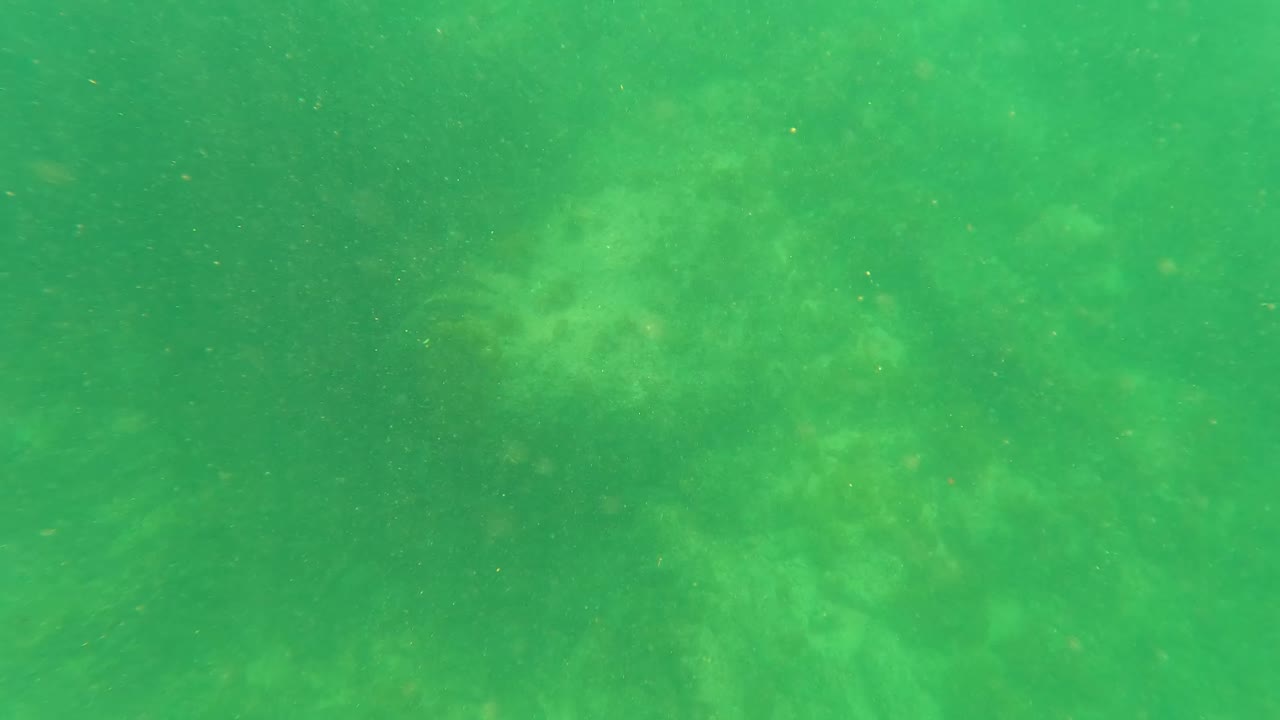 Murky green water above algae-covered rocks
