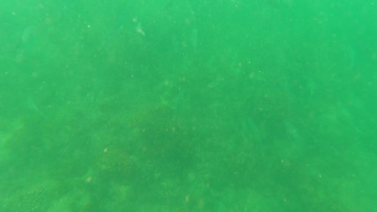 Green underwater frame from San Jose del Cabo showing faint fish forms above a rocky coral-covered seabed, with suspended particles and no visible people.