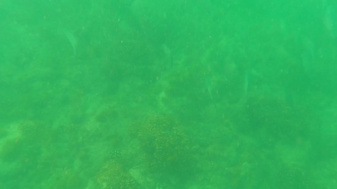 Cloudy green water over coral-covered rocks